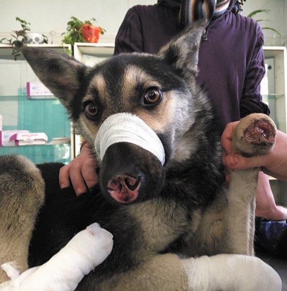 Истории болезни | Ветеринарная клиника БЭСТ в Новосибирске