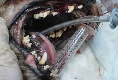 Десны и зубы того же цвергшнауцера после ультразвуковой чистки зубов.