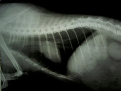 Пневмоторакс у кошки (боковая проекция)