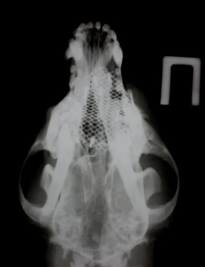 Рентгенограмма черепа собаки после проведения операции при переломе лобной кости (прямая проекция).