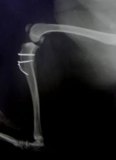 Рентгенограмма собаки после хирургического лечения вывиха коленной чашечки