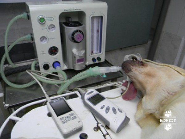 Анестезия для животных - собак, кошек | Ветеринарная клиника БЭСТ в  Новосибирске