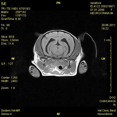 Томограмма нормального головного мозга у собаки карликовой породы