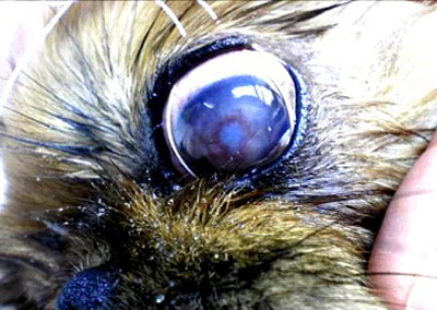 Офтальмология для собак, болезни глаз животных