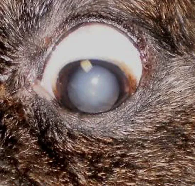 Двусторонняя старческая зрелая катаракта у французского бульдога.