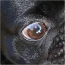 Заворот внутреннего угла глаза у собаки