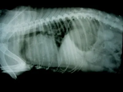 Рентгенограмма собаки (боковая проекция) с эндокардиозом митрального и трикуспидального клапанов