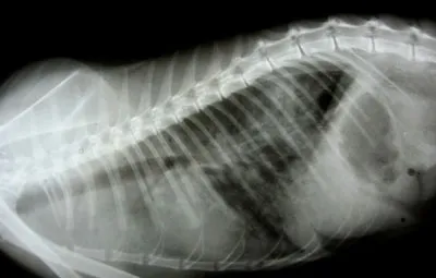 Рентгенограмма кошки с альвеолярным отеком легких, вызванным ГКМП.