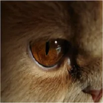 Заворот внутреннего угла глаза у кошки