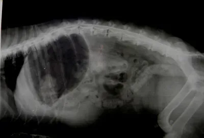 Миелография Собаки с межпозвоночными грыжами  Th13-L1,L1-L2,L2-L3
