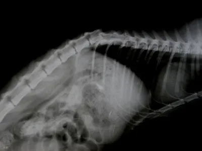 Кошка с травматическим переломовывихом позвоночником (боковая проекция).