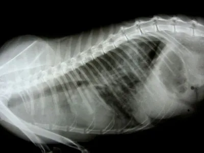 Отек легких при травмах грудной клетки у кошек, собак и хорьков |  Ветеринарная клиника БЭСТ в Новосибирске