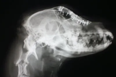 Рентгенограмма черепа собаки после проведения операции при переломе лобной кости (боковая проекция).