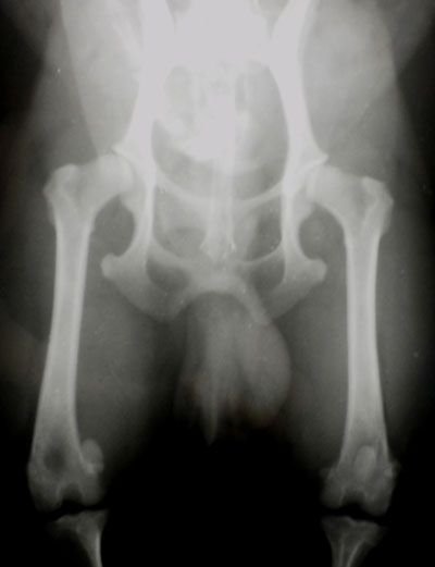 вывих коленного сустава у собак операция отзывы