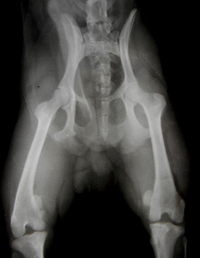 Вывих коленного сустава у кошки: стадии развития патологии и методы лечения thumbnail