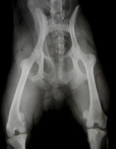 Рентгенограмма собаки с медиальным вывихом коленных чашечек на обоих конечностях