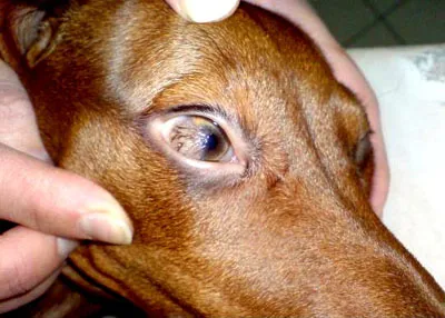 Склерально-роговичный дермоид у 2-х месячного щенка таксы