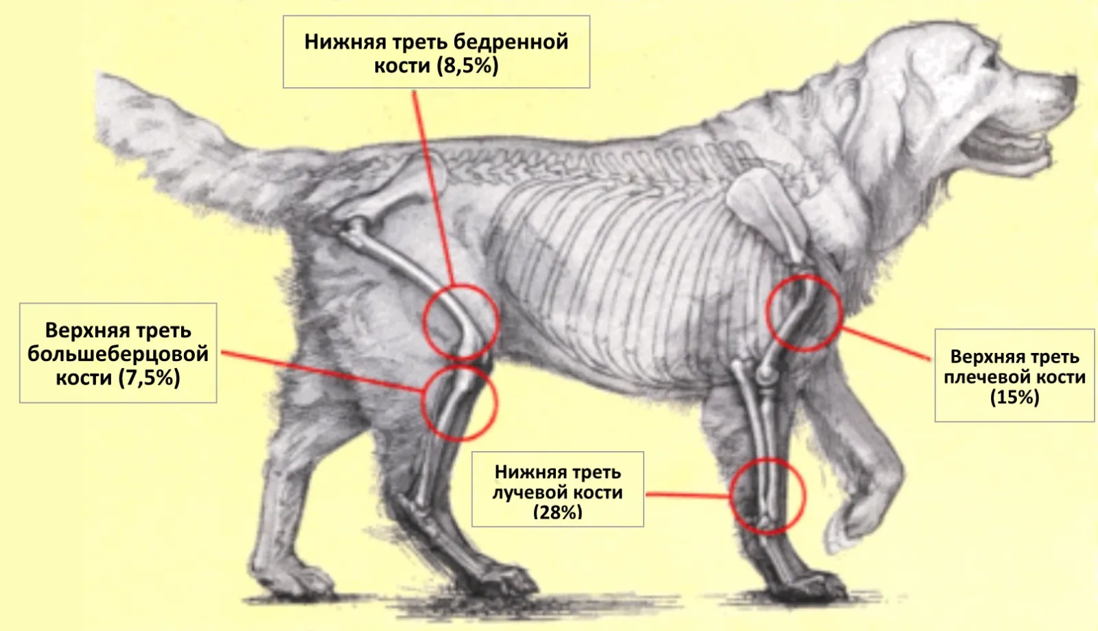 Ребра можно собаке. Трансмиссивная венерическая опухоль собак. Остеосаркома кости у собаки.