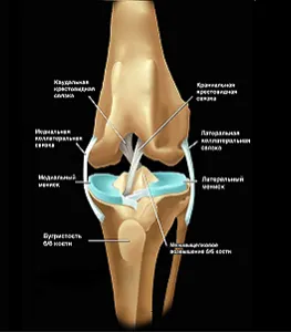 Основные структуры коленного сустава