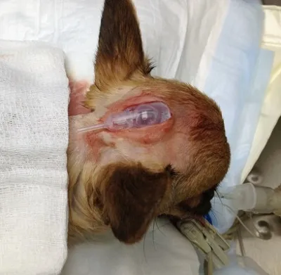 Гидроцефалия у собак | Ветеринарная клиника БЭСТ в Новосибирске