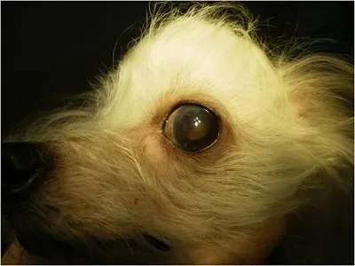  Собака  на 20 сутки после ленсэктомии люксированного хрусталика