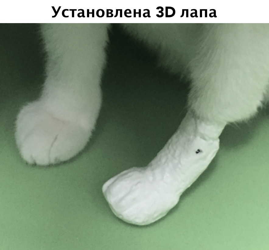 Установка 3D лапы коту