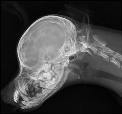 Рентгенограмма йоркширского терьера с атланто-аксиальной нестабильностью