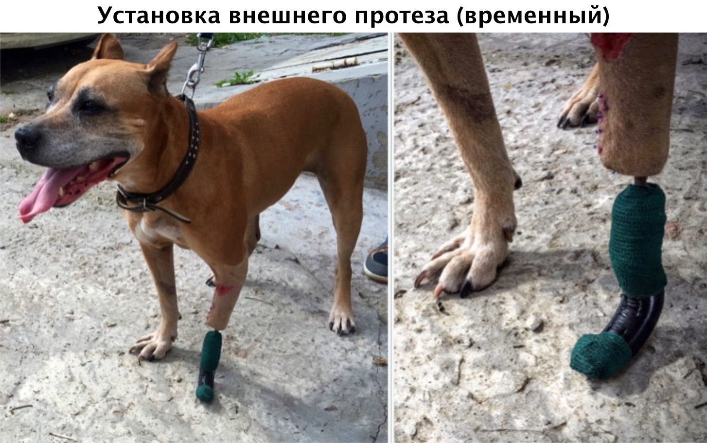 Установка временного внешнего протеза собаке